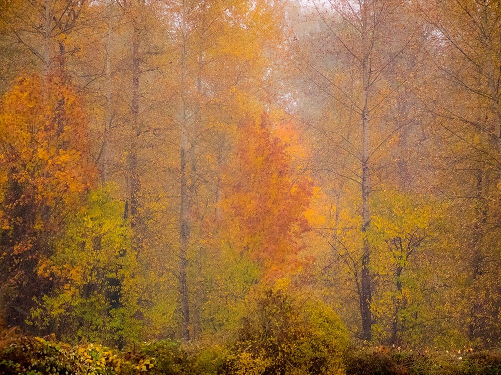 Washington State-Fall City and fall colors in yellows and golds